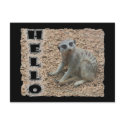 Meerkat postcards
