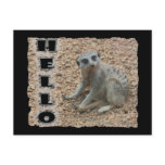 Meerkat postcards