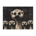 Meerkat postcard