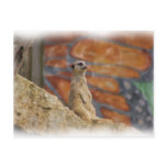 Meerkat Postcard