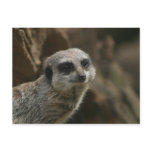 Meerkat Postcard