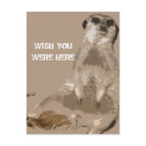 meerkat
