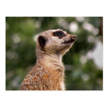 Meerkat Postcard