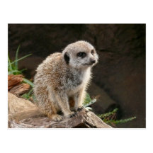 Meerkat Postcards