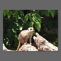 meerkat posters