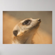 Meerkat Print