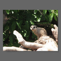 meerkat posters
