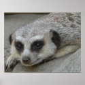 Meerkat Relaxing Poster posters