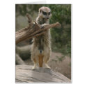 Meerkat Standing Card