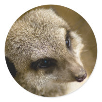 meerkat stickers
