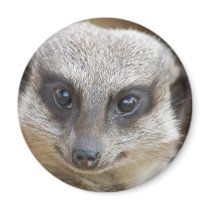 Meerkat Up Close Magnets