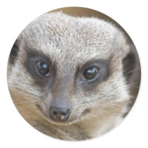 Meerkat Up Close Round Sticker