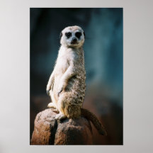Meerkat Watch - Poster