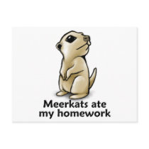 Meerkats ate my homework