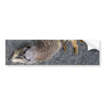 Meerkats Bumper Sticker
