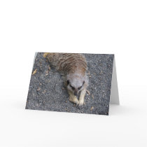 Meerkats Greeting Card