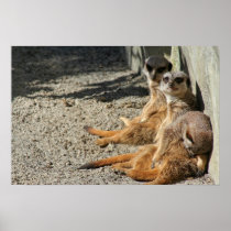 Meerkats Hanging Out Poster