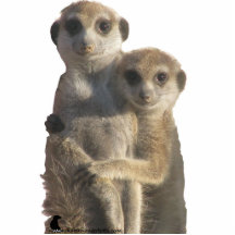 Meerkats hugging - Photo Sculpture