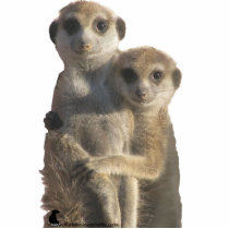 Meerkats hugging - Photo Sculpture