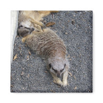 Meerkats Magnets