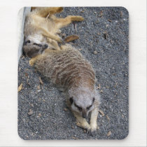 Meerkats Mouse Pads
