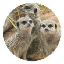 Meerkats on the lookout