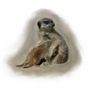 Meerkats photo sculptures