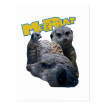 Meerkats Postcard