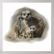meerkats poster