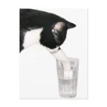 Meet me for drinks postcards