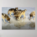 Meet the Wolf Pack posters