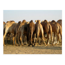 Meeting of the Camels Post Card