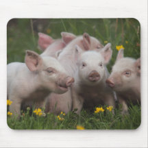 Meeting of the Three Little Pigs Mouse Pads