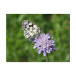 Melanargia galathea post card