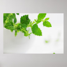 Melissa officinalis posterdrucke