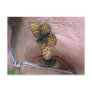 Melitaea athalia postcards