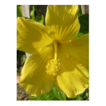 Mellow Yellow Post Cards