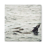 Melon-headed whale magnets
