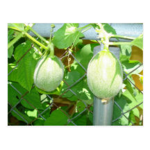 Melons Postcards