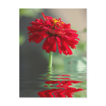 Melt Post Cards