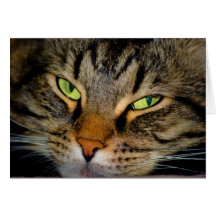 Meow Cards