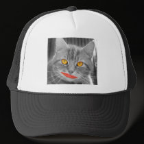 Meow hats