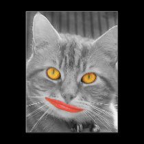 Meow postcards