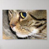 Meow Posters