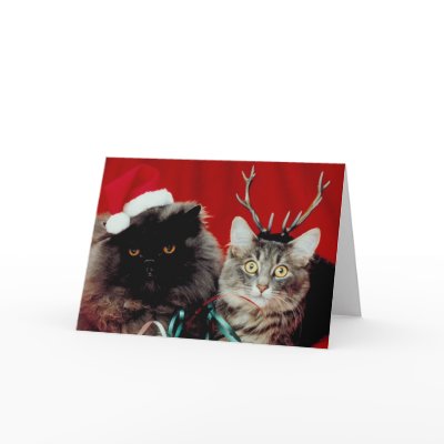 Meowy Christmas card by photoinspiration