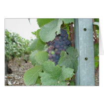 Mercier Vineyard Greeting Card