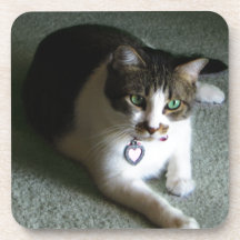 Mercutio, the Contemplative Kitten Beverage Coasters