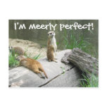 Merely Perfect Meerkat postcards