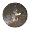Merganser's Take-off magnets