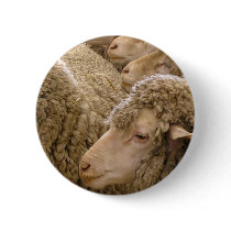 Merino sheep buttons